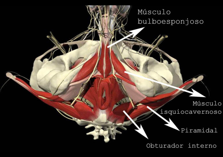 Suelo Pélvico En El Hombre | Elena Miralles Centro De Fisioterapia ...